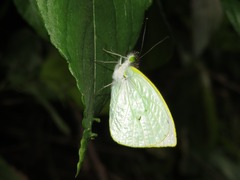 Leptophobia diaguita