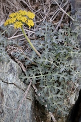 Lomatium parvifolium