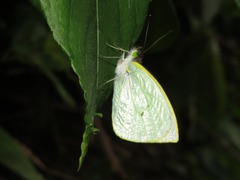 Leptophobia diaguita