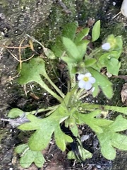 Saxifraga tridactylites