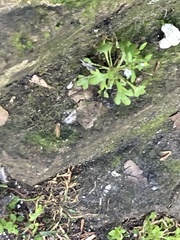 Saxifraga tridactylites