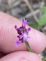 Polygala incarnata