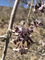 Olneya tesota