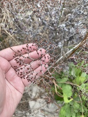 Eriogonum multiflorum