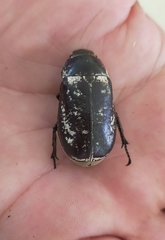 Dermolepida albohirtum