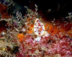 Hypselodoris dollfusi