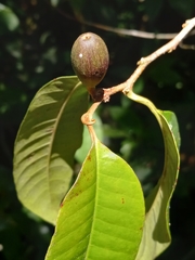 Chrysophyllum argenteum