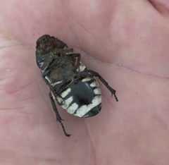 Dermolepida albohirtum