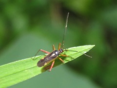 Garganus vilcanisensis