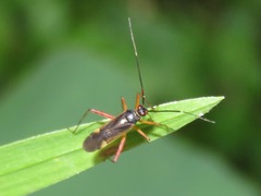 Garganus vilcanisensis