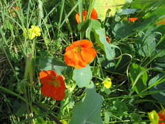 Tropaeolum majus