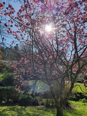 Magnolia