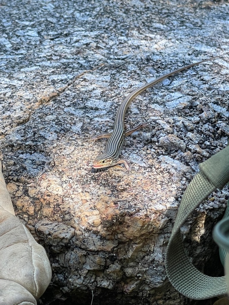 Gravelly-Soil Ctenotus