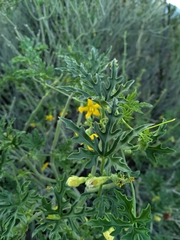 Cucurbitella asperata