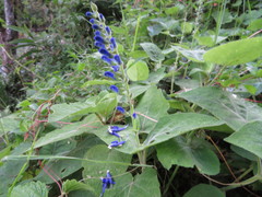 Salvia macrophylla