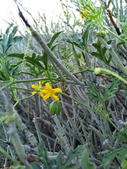 Cucurbitella asperata