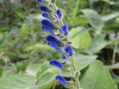 Salvia macrophylla