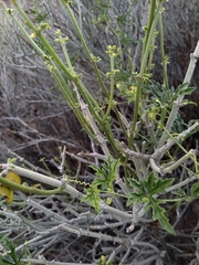 Cucurbitella asperata