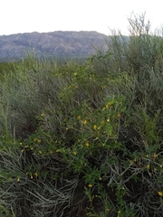 Cucurbitella asperata