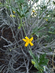 Cucurbitella asperata