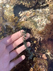 Chaetomorpha spiralis