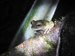 Plectrohyla hartwegi