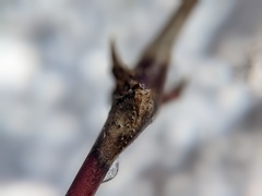 Neolasioptera cornicola