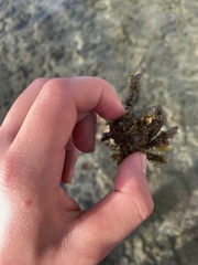 Stenocionops furcatus