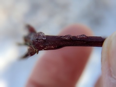 Neolasioptera cornicola