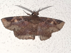 Ophiusini