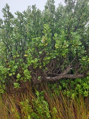Olearia traversiorum