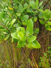 Olearia traversiorum