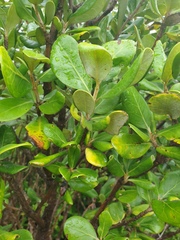 Olearia traversiorum