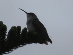 Elliotomyia chionogaster