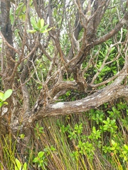 Olearia traversiorum