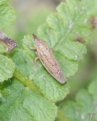 Chlorogonalia losoplanensis