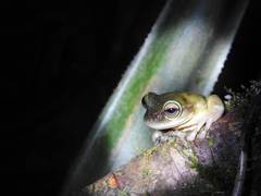 Plectrohyla hartwegi