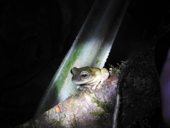 Plectrohyla hartwegi