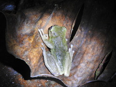 Plectrohyla hartwegi