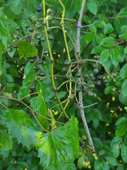 Vitis cinerea baileyana
