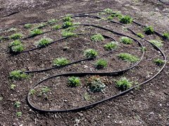 Microseris laciniata