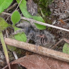 Davus fasciatus