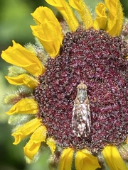 Neotephritis finalis