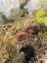 Echinometra lucunter