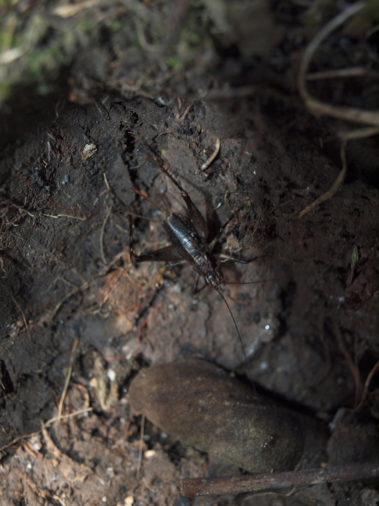 Lecticusta