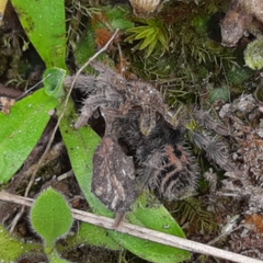 Davus fasciatus