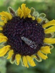 Neotephritis finalis