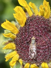 Neotephritis finalis