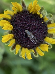 Neotephritis finalis