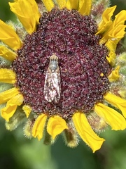 Neotephritis finalis